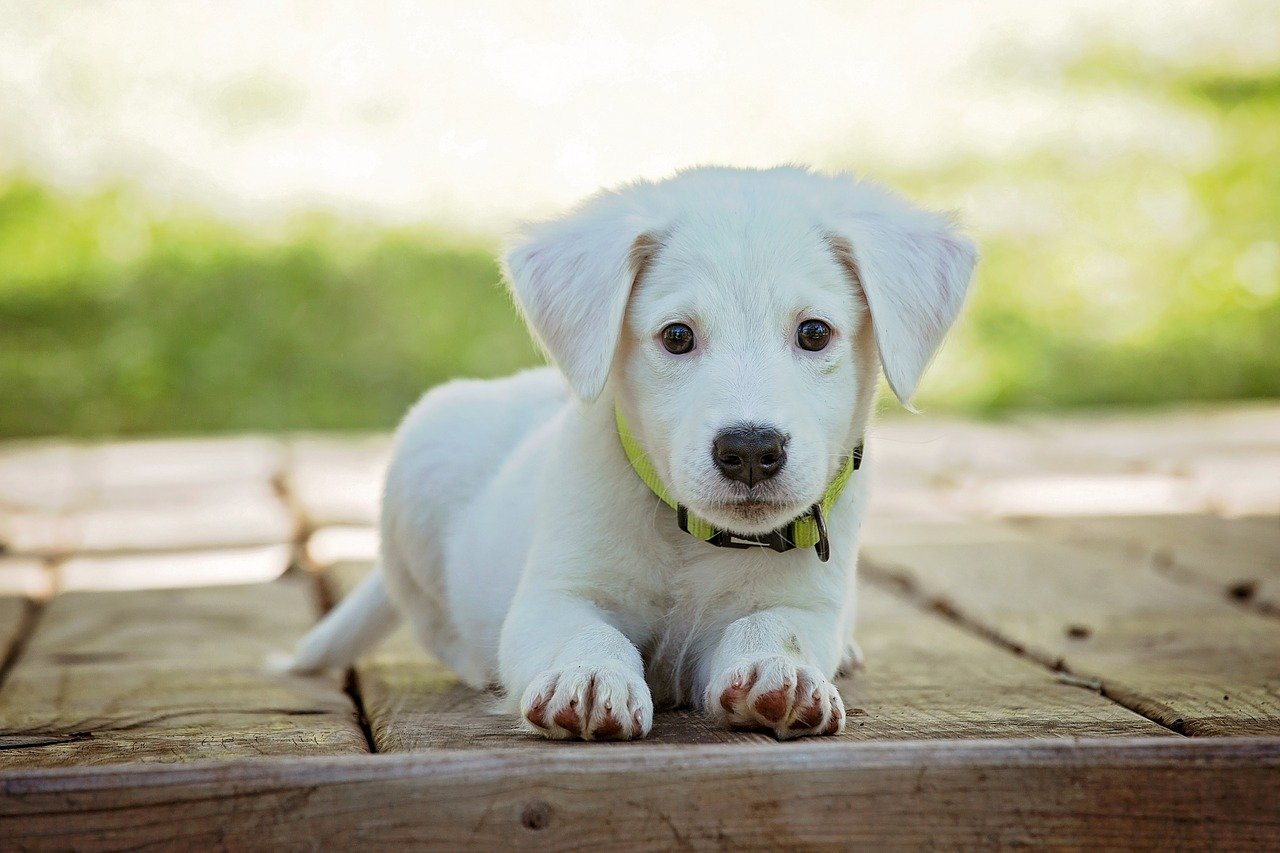 Misturinha prática para evitar xixi de cachorro dentro de casa - Reprodução Pixabay