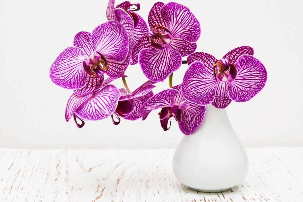 Orquídeas no vaso de plástico saiba como plantar e decore sua casa - canva