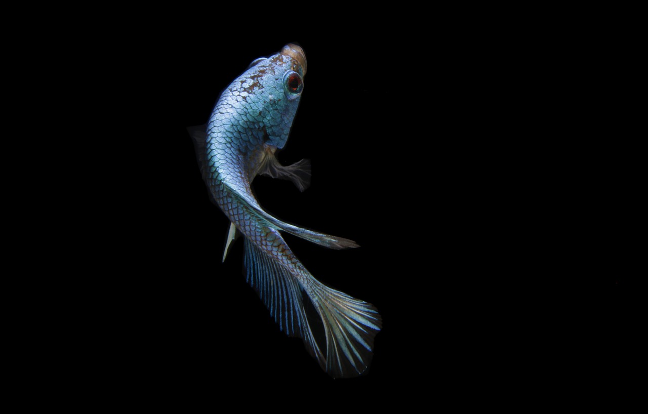 Peixe Betta: cuidados para manter o animalzinho saudável por mais tempo - Reprodução Pixabay