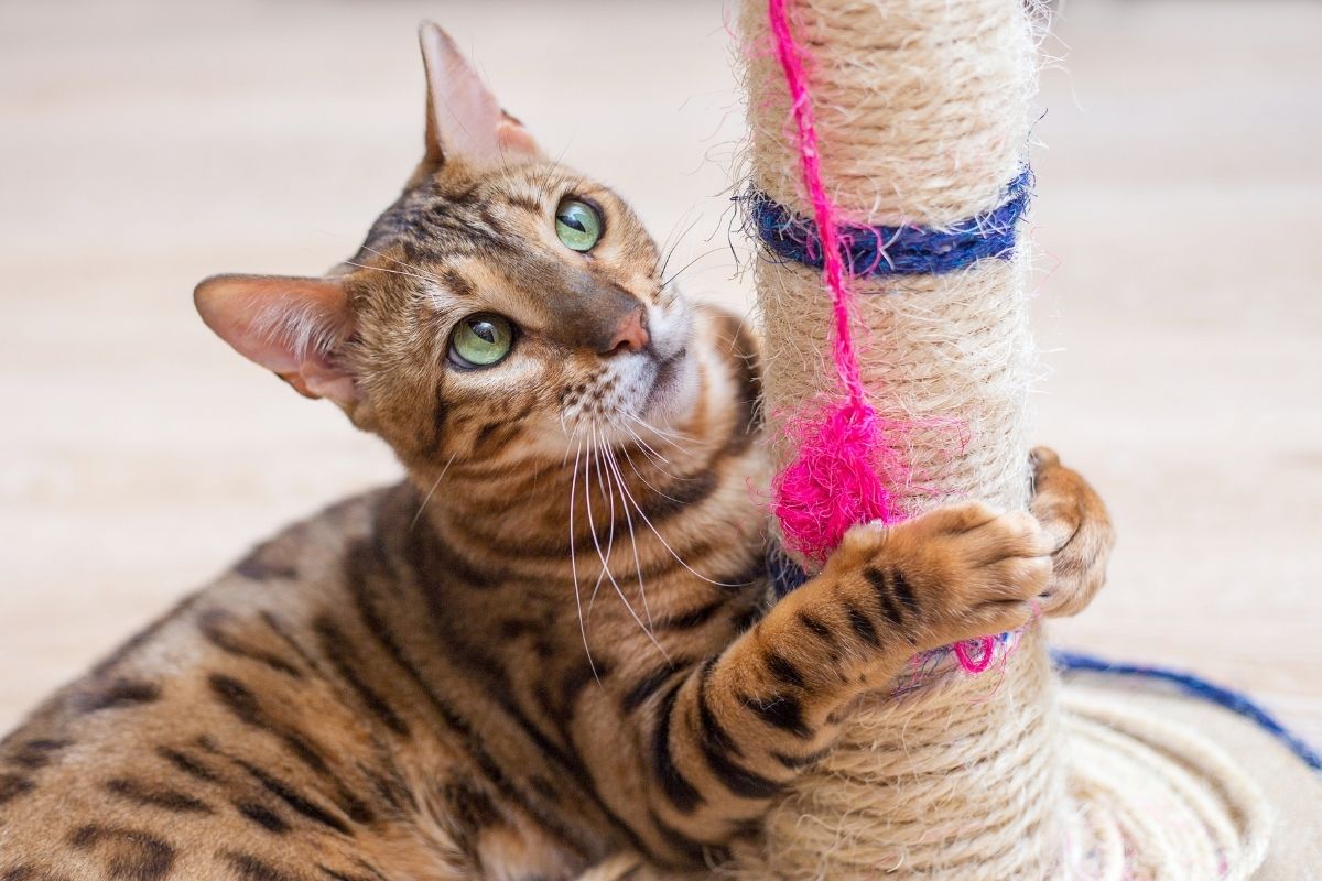 Sua casa protegida aprenda a fazer arranhador caseiro para gatos - canva (2)
