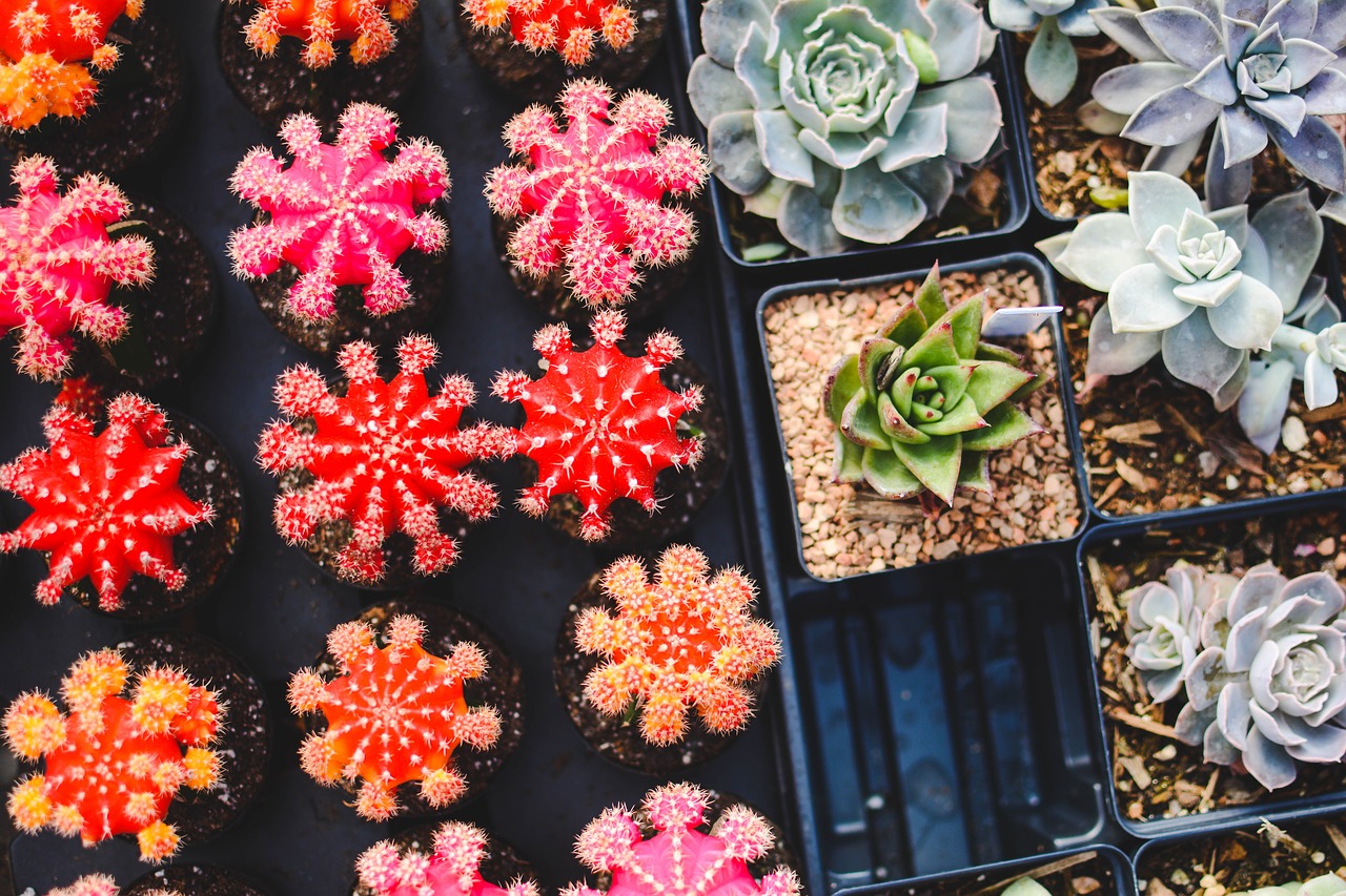 Suculentas: confira cuidados para deixar suas plantas sempre lindas - Reprodução Pixabay