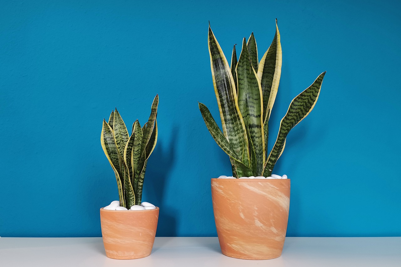Vaso artesanal para plantas grandes: faça você mesmo gastando pouco