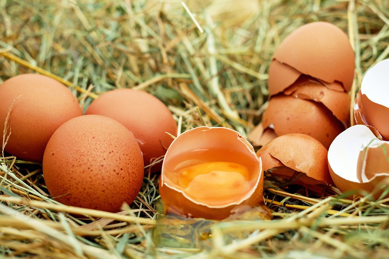 casca de ovos - Pixabay