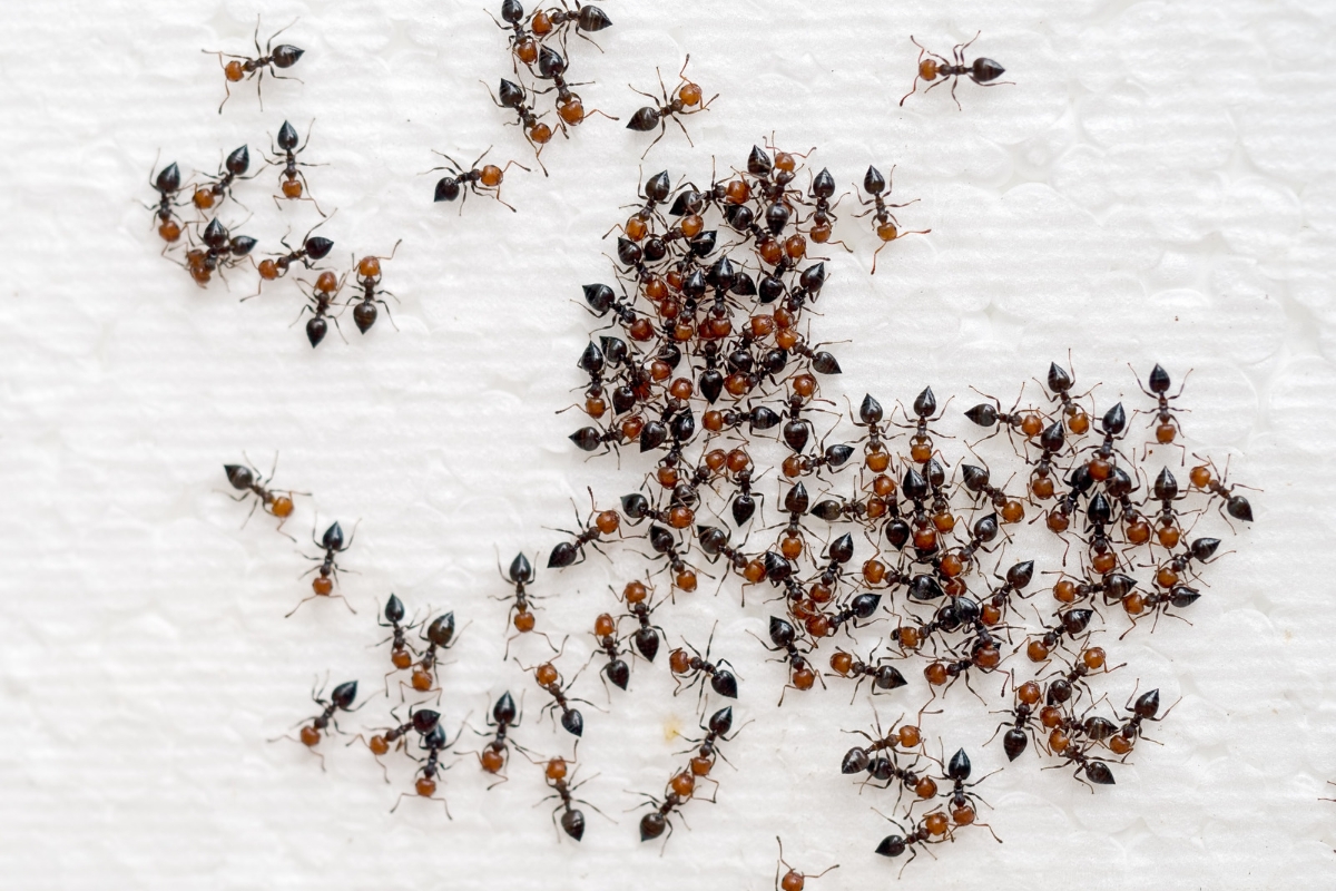 Acabar com as formigas - canva
