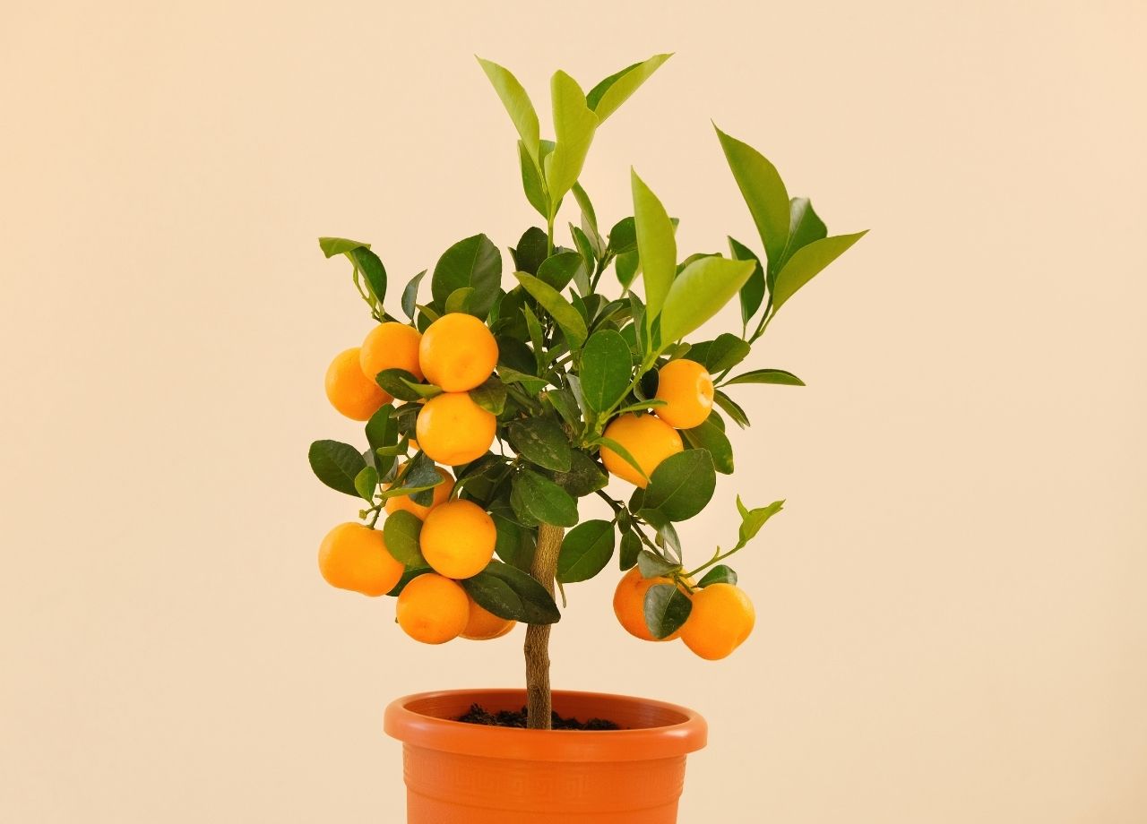 7 árvores frutíferas de vaso que dão fruta o ano todo saiba como fazer seu próprio pomar - reprodução do site Canva
