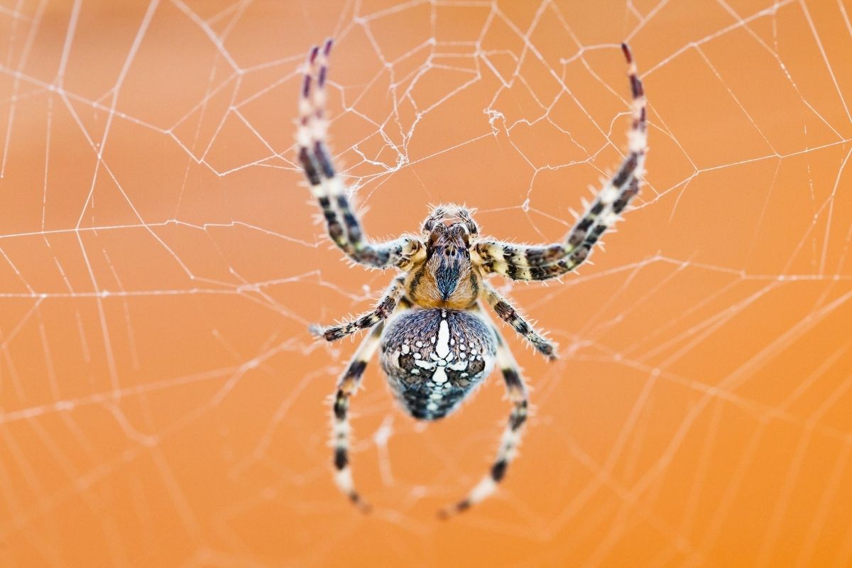 As aranhas estão incomodando Use inseticida caseiro que não oferece perigo; preparo fácil e rápido - canva (2)