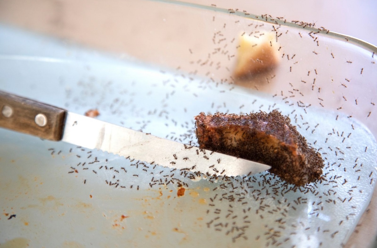 Como acabar com as formigas Elimine esses insetos e apenas 1 minuto; funciona de verdade - Imagem do Canva