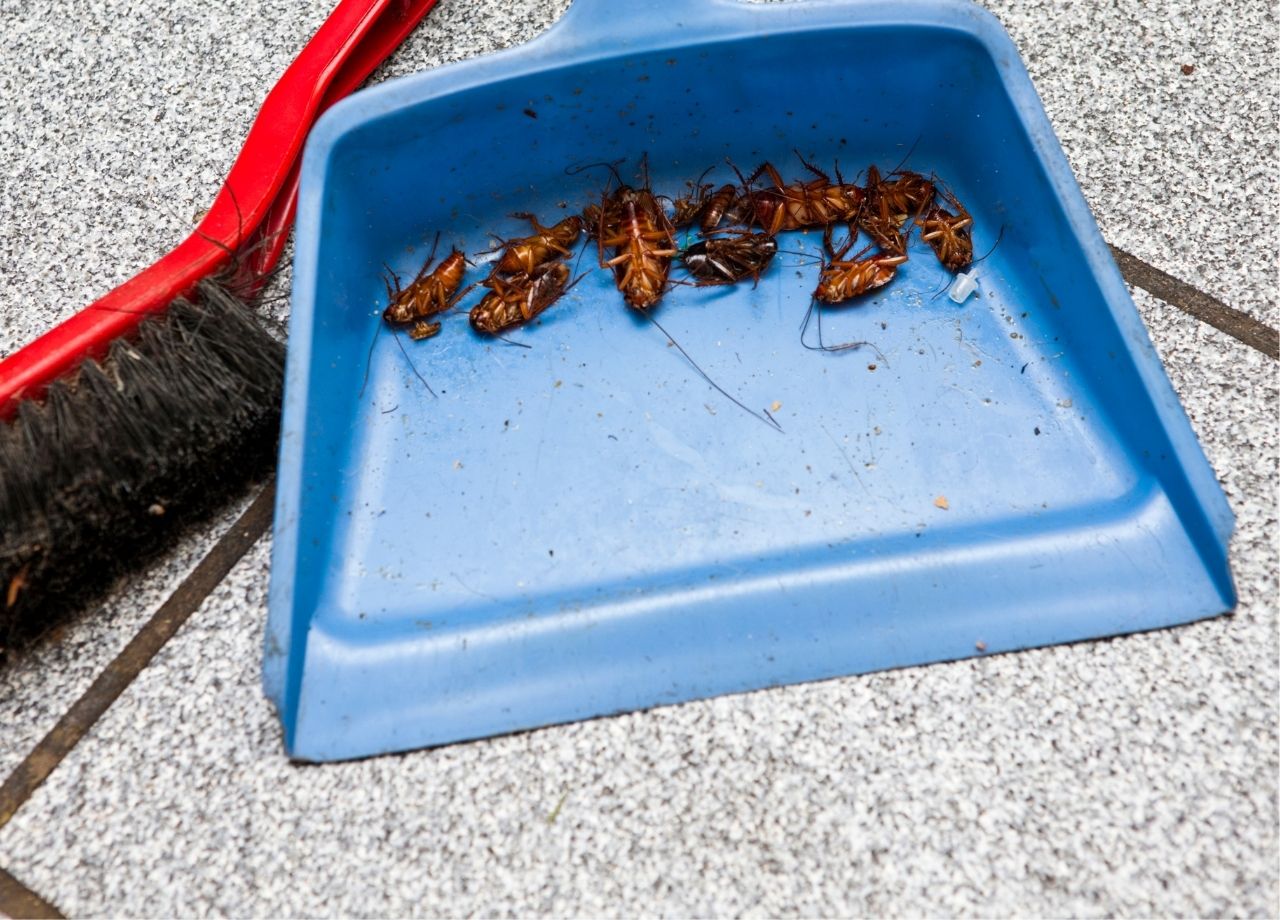 Como fazer um exterminador de baratas 3 ingredientes baratos; acabe com esses insetos sem veneno - reprodução do site Canva