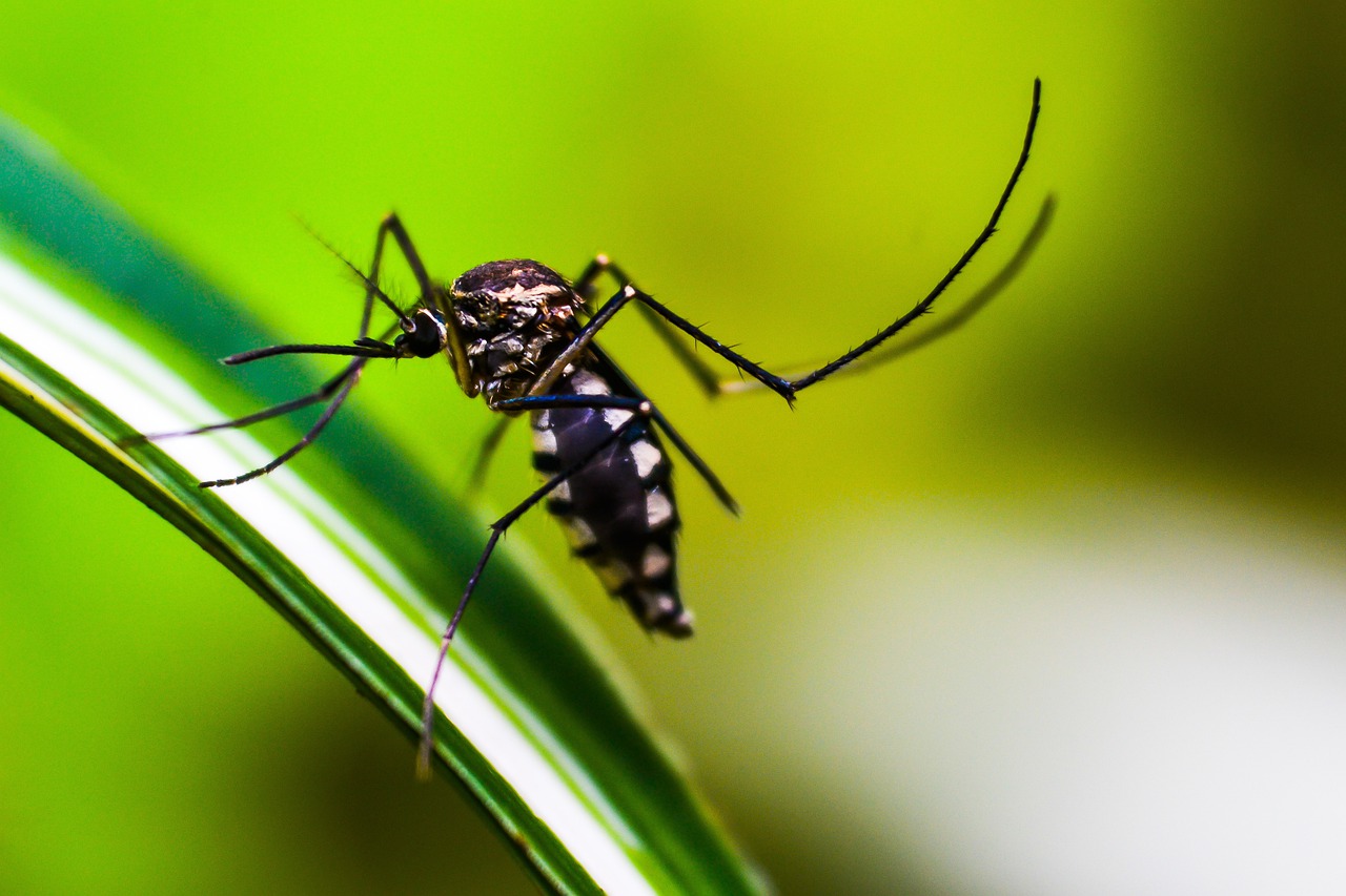 Dengue - Pixabay