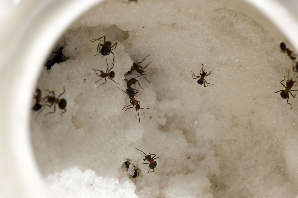Formigas no açúcar acabe com esse problema definitivamente de forma simples e rápida. - canva (2)