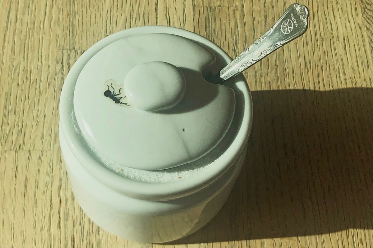 Formigas no açúcar acabe com esse problema definitivamente de forma simples e rápida. - canva