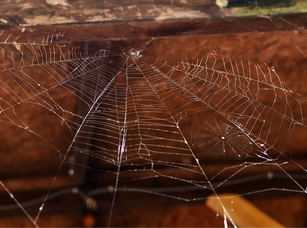 Veja como acabar com as aranhas que fazem teias nas paredes Imagem Ilustração