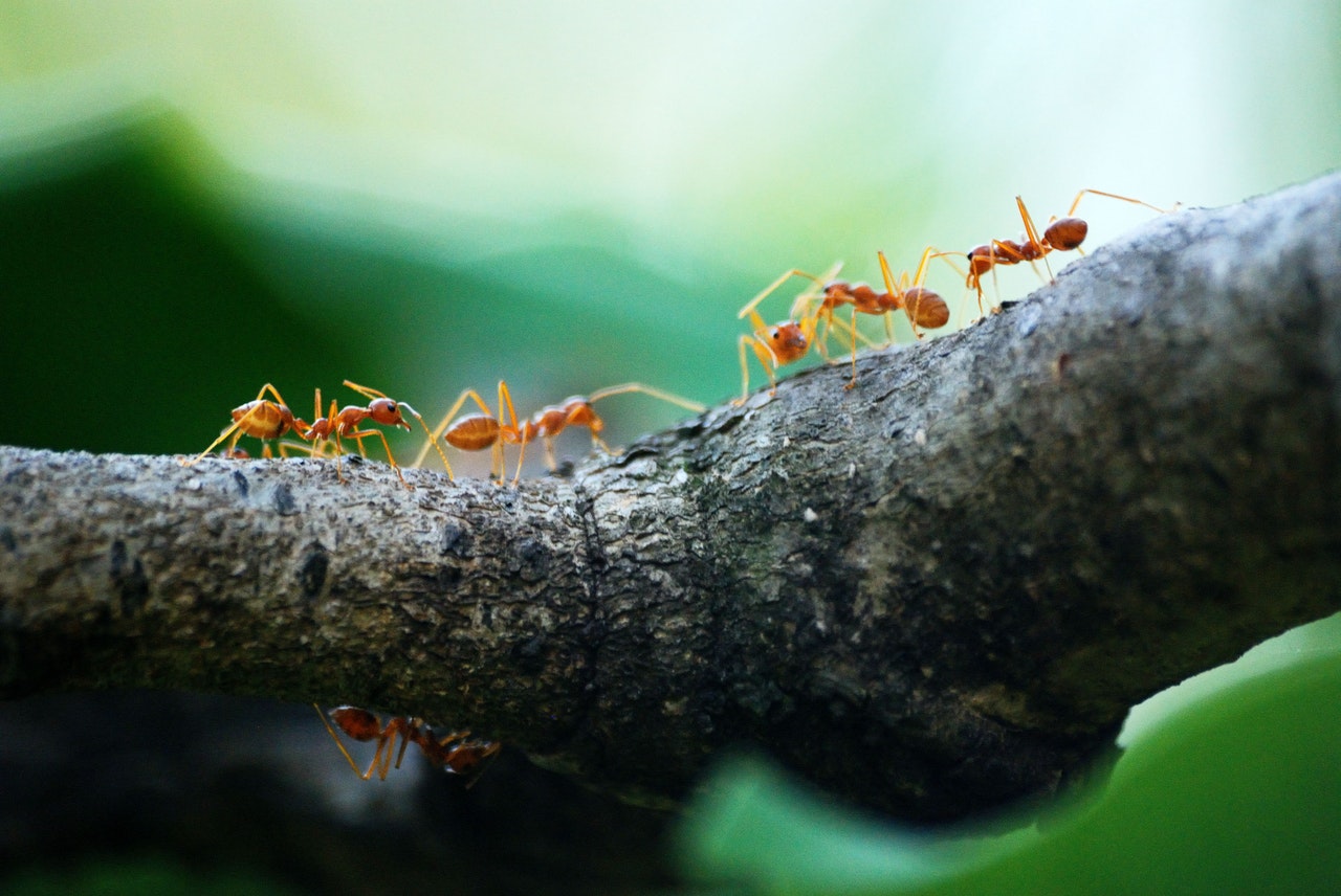 Veja como fazer uma misturinha caseira para combater formigas - Reprodução Pexels