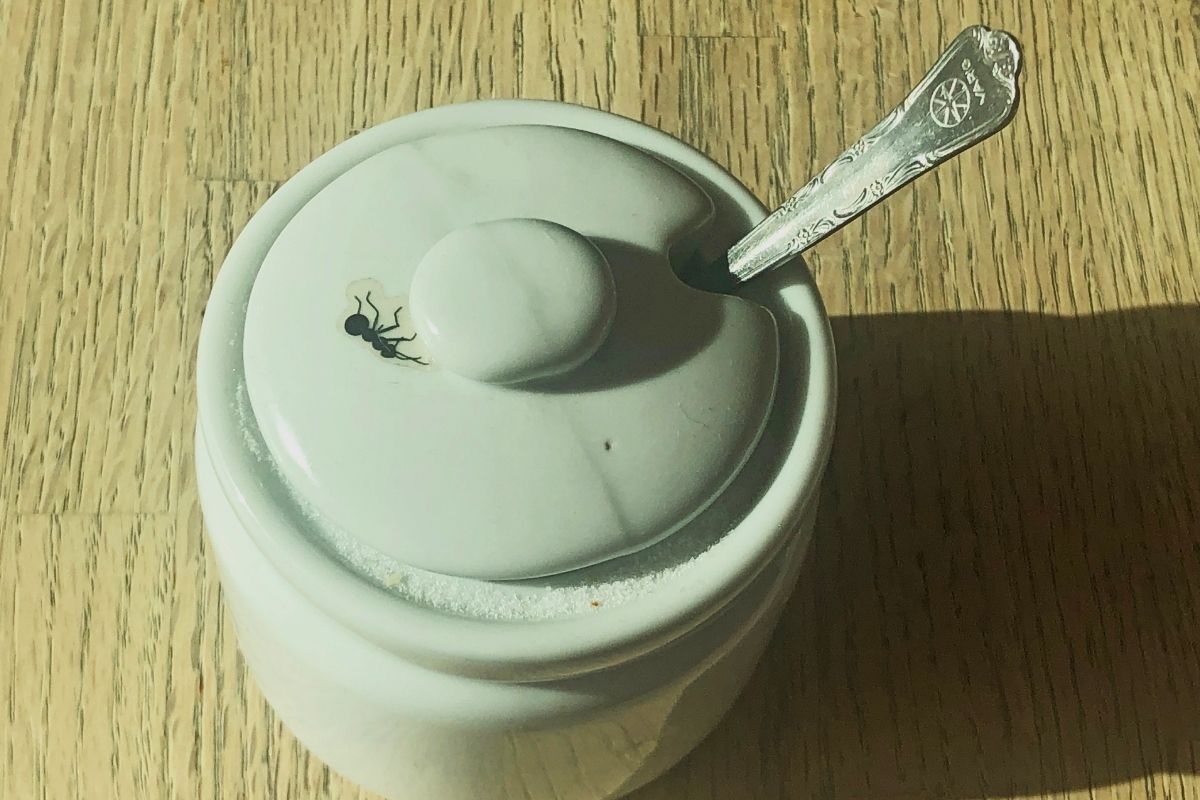Dicas para afastar as formigas do açúcar (Foto: Canva)