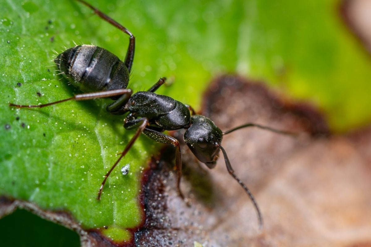 4 receitinhas para espantar formigas das suas plantas confira agora - Reprodução canva