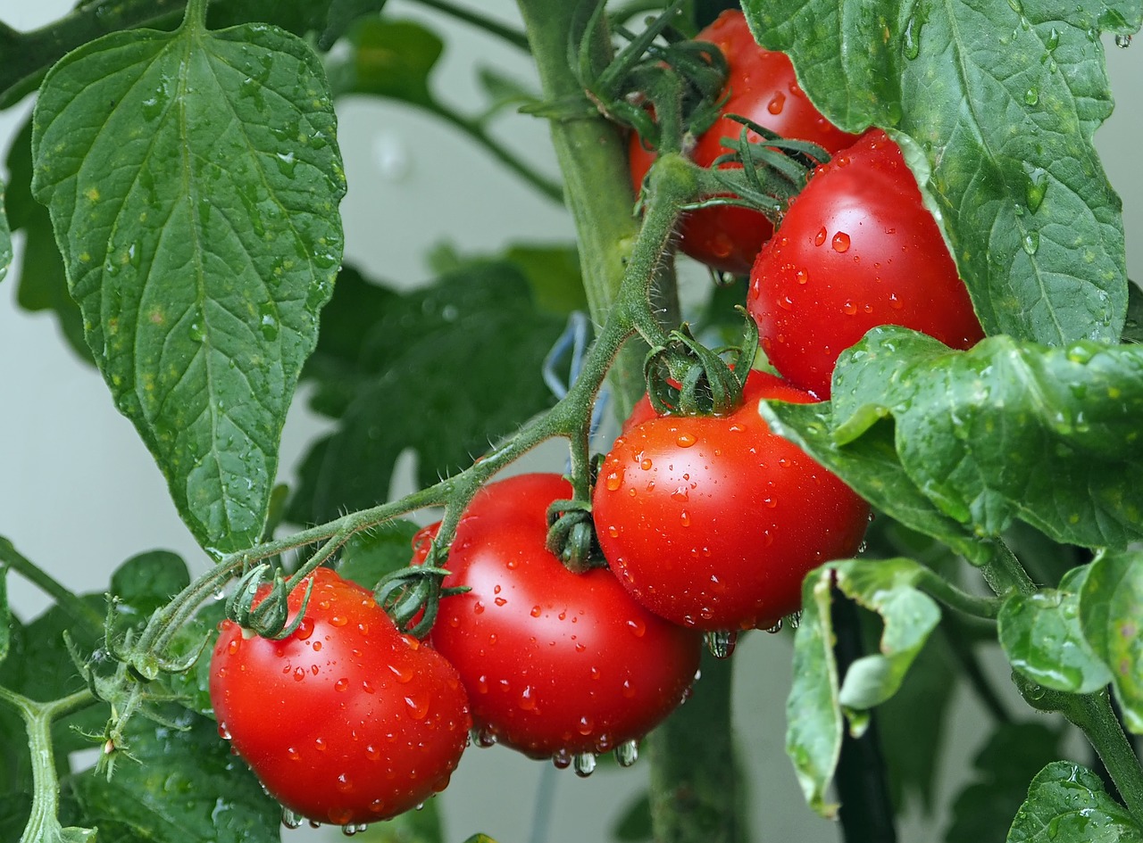 Aprenda a cultivar seu próprio tomate em casa e economize nas compras - Reprodução Pixabay