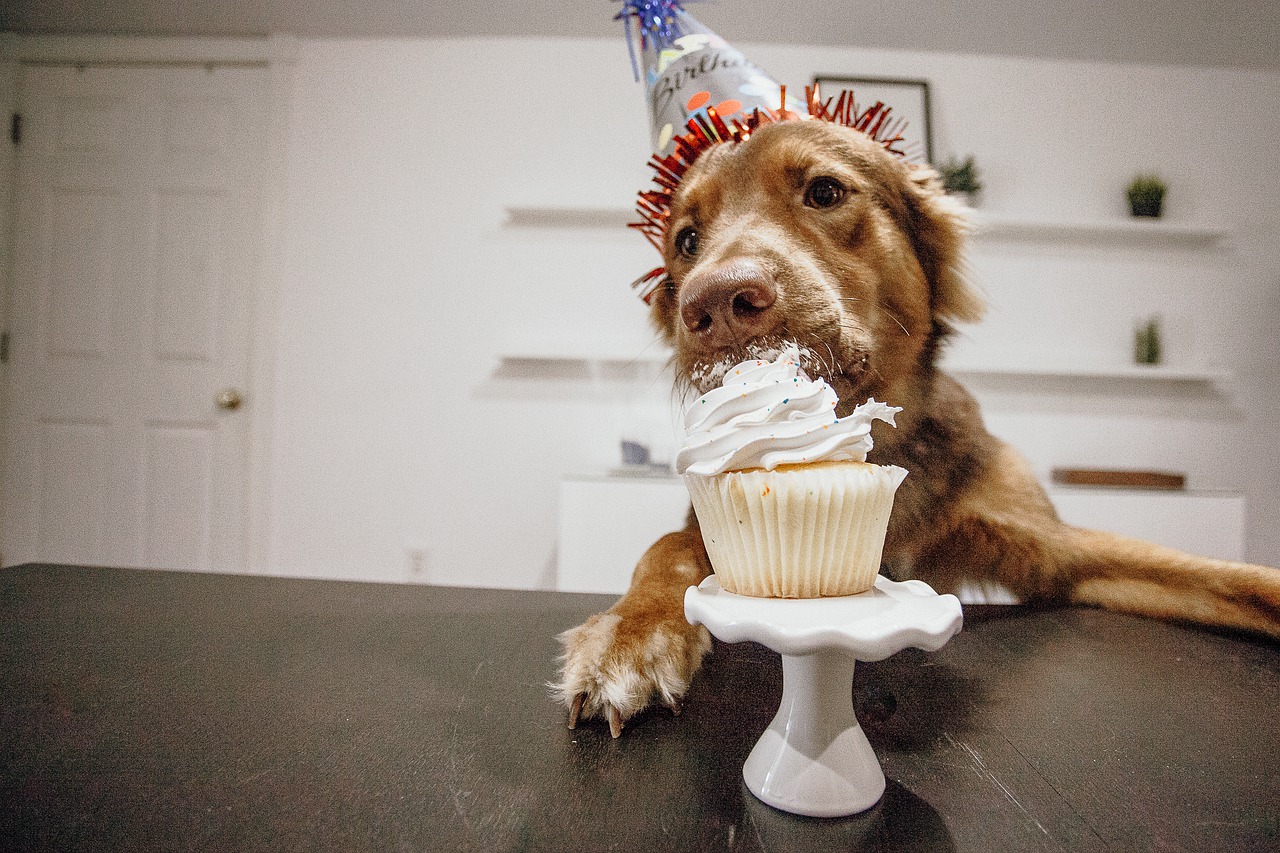 Cachorros podem ingerir comida humana? Saiba mais e proteja seu pet - Reprodução Pixabay