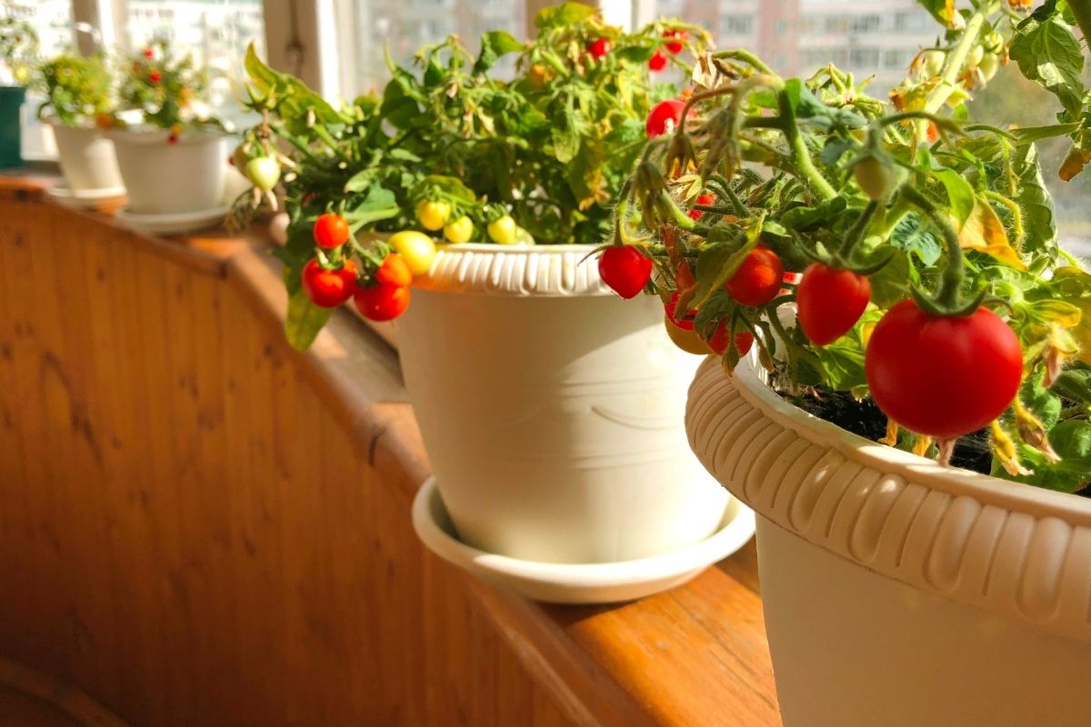 Como cultivar tomate cereja em vaso Aprenda a fazer saladas deliciosas - canva (2)