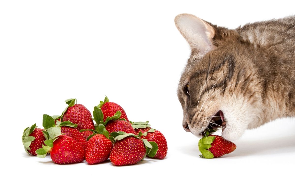 frutas e verduras que gatos podem comer - reprodução do canva