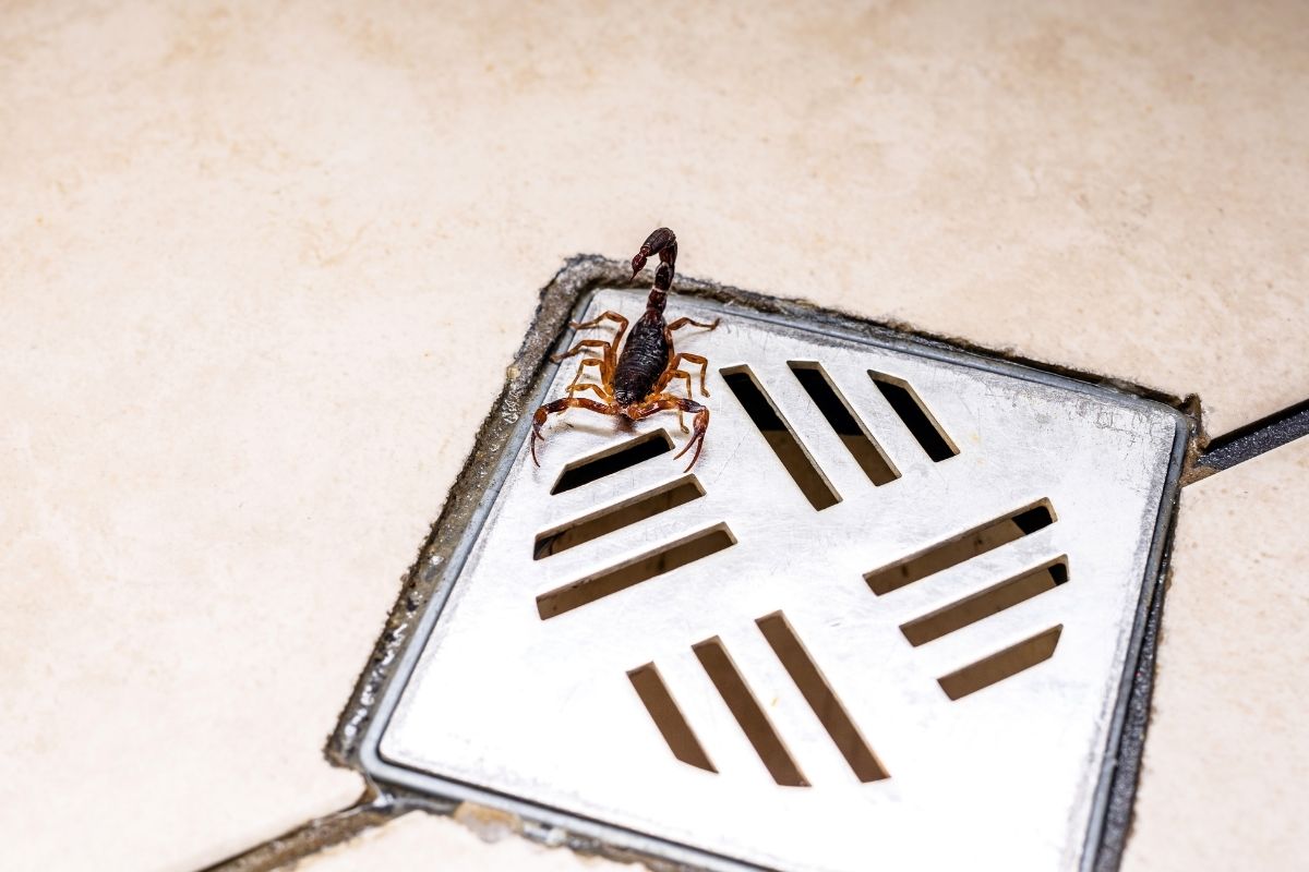 Espantar baratas e insetos do ralo do banheiro truque caseiro simples - reprodução Canva