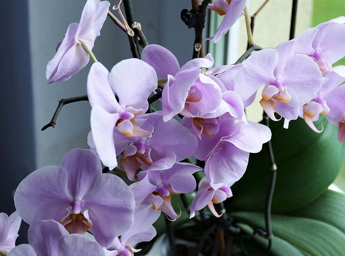 Saiba como salvar sua orquídea - Imagem Ilustração