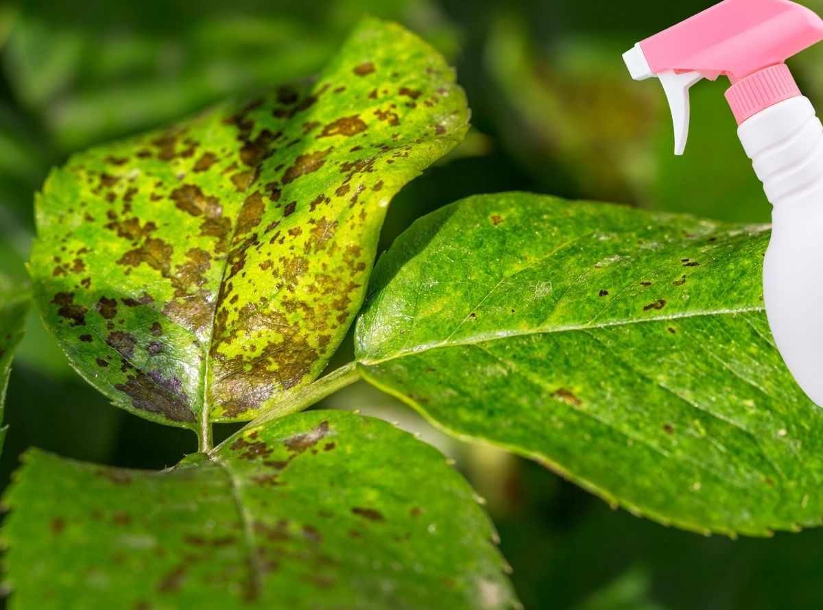 inseticida caseiro orgânico com folhas de mamona - Imagem Ilustração