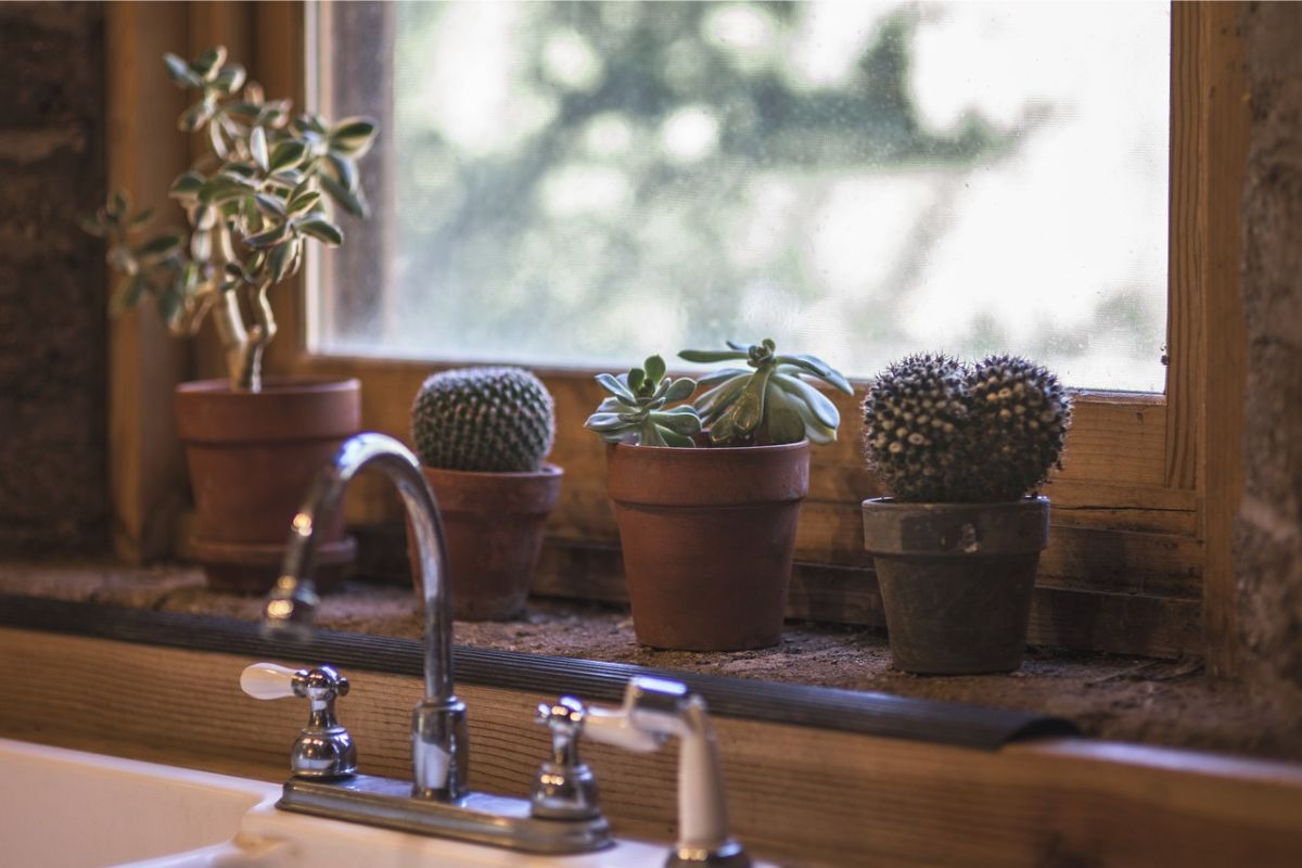 Cactos: se surpreenda com essas dicas incríveis e aprenda a cuidar da sua planta. Foto: Pixabay