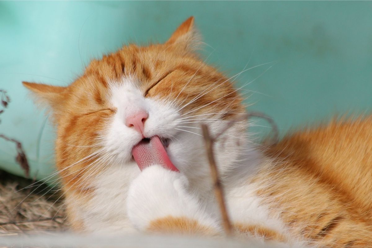 Pelos de gatos: confira essas dicas incríveis para minimizar os problemas em casa. Foto: Pixabay