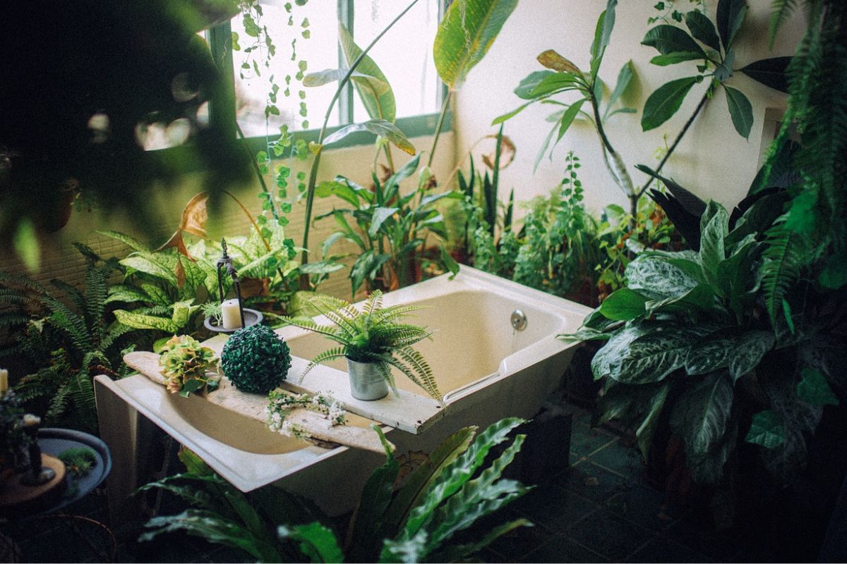 Plantas para banheiro; confira algumas dicas incríveis para criar um diferencial. Foto: Pixabay