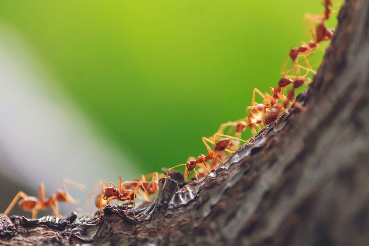 Formigas estão dominando sua casa? Confira essas dicas simples e se livre delas para sempre. Foto: Pixabay