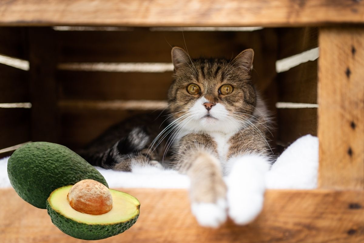 Porque gato não pode comer abacate? Quais frutas podemos dar para gato? Incrível isso! Não sabia! - Fonte: Canva Pro