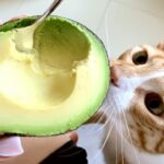 porque gato não pode comer abacate? - Fonte: unsplash