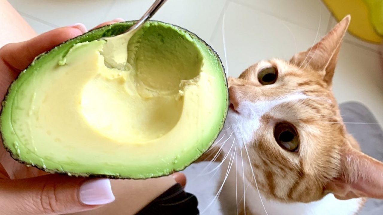 porque gato não pode comer abacate? - Fonte: unsplash