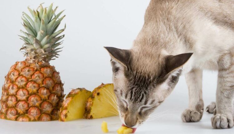 gato pode comer abacaxi? - Fonte: istock