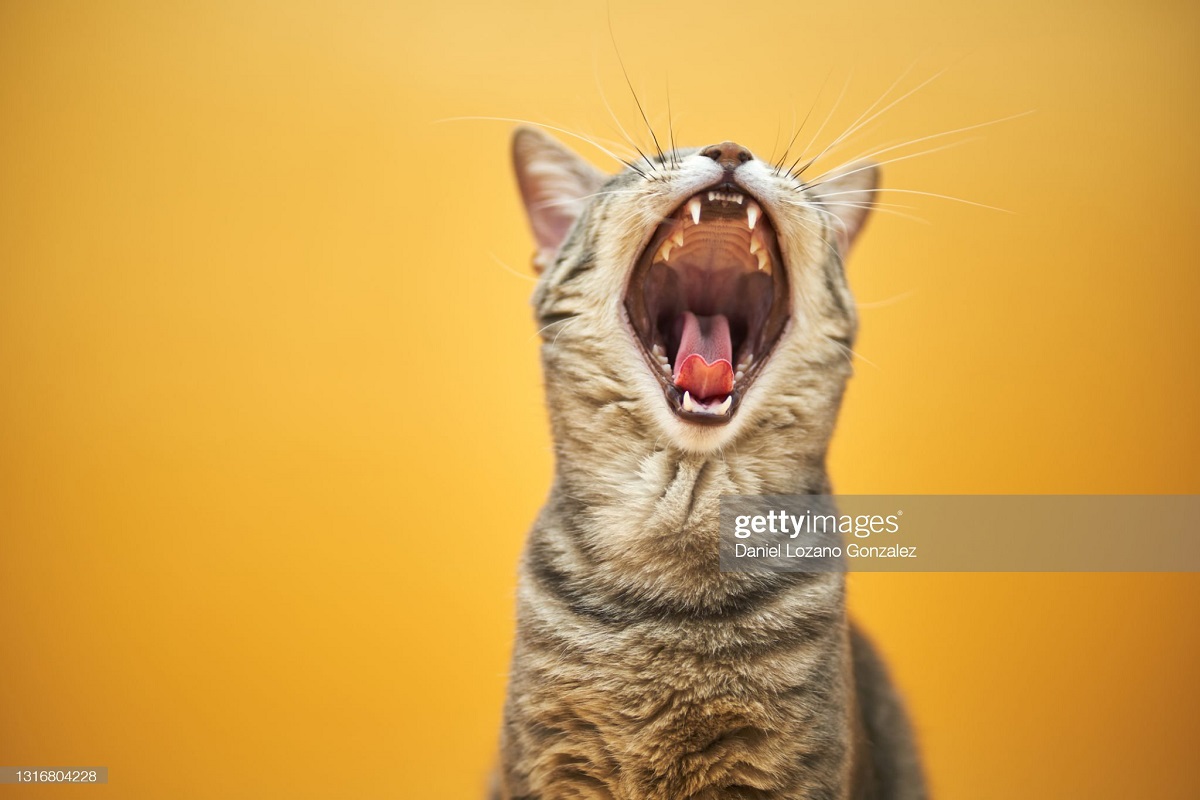 Curiosidades sobre os gatos (Foto: Daniel Lozano Gonzalez/Gettyimages)