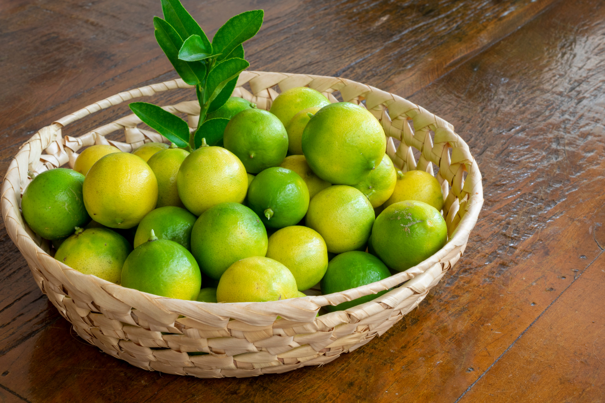 Para dar certo, você tem que plantar limão galego dessa forma! passo a passo completo! - Fonte: Canva