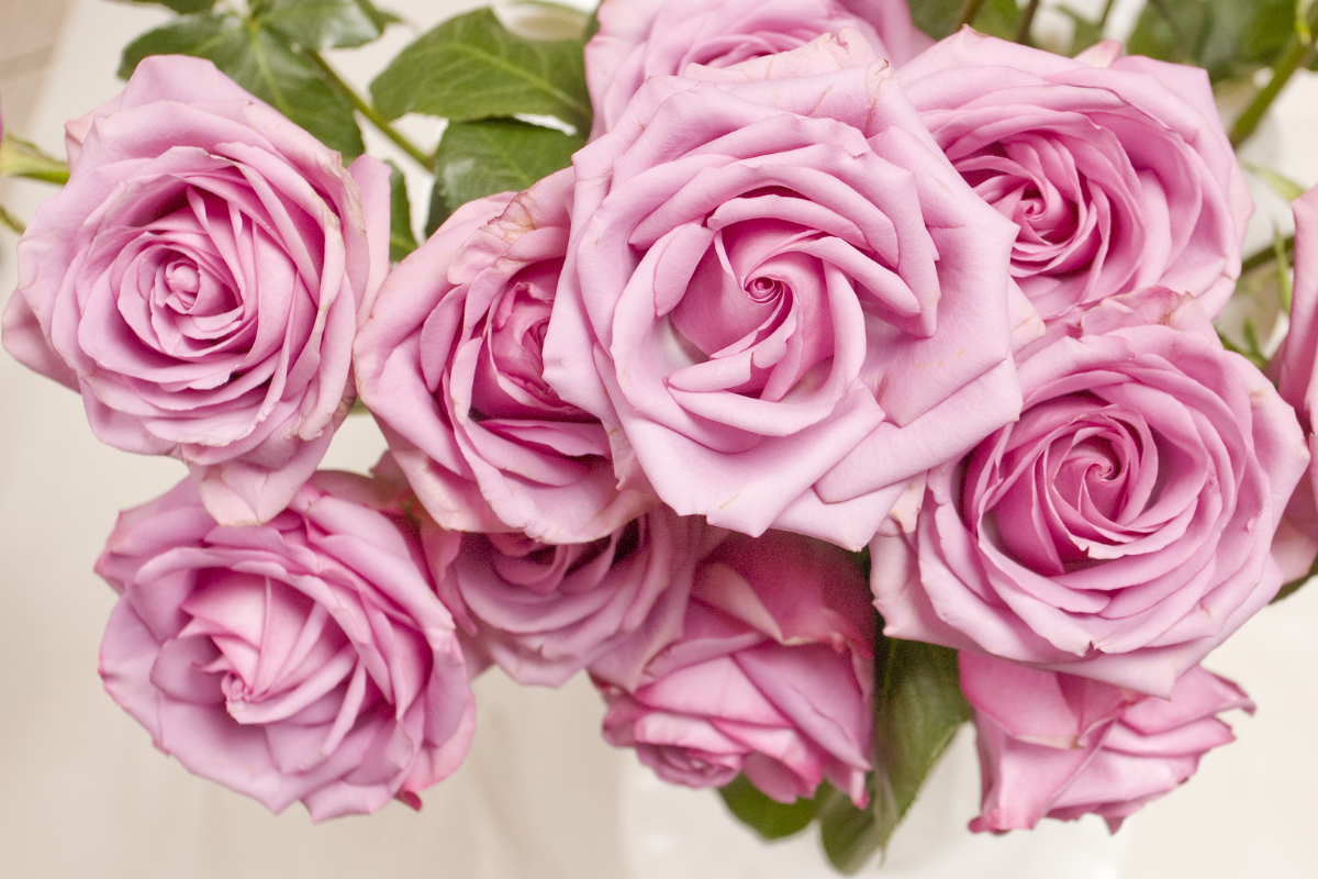 Como fazer perfume de rosas caseiro, um presente perfeito e cheiroso - Foto: Canva Pró