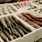 7 toneladas de peixe são apreendidas pelo Ibama no aeroporto galeão