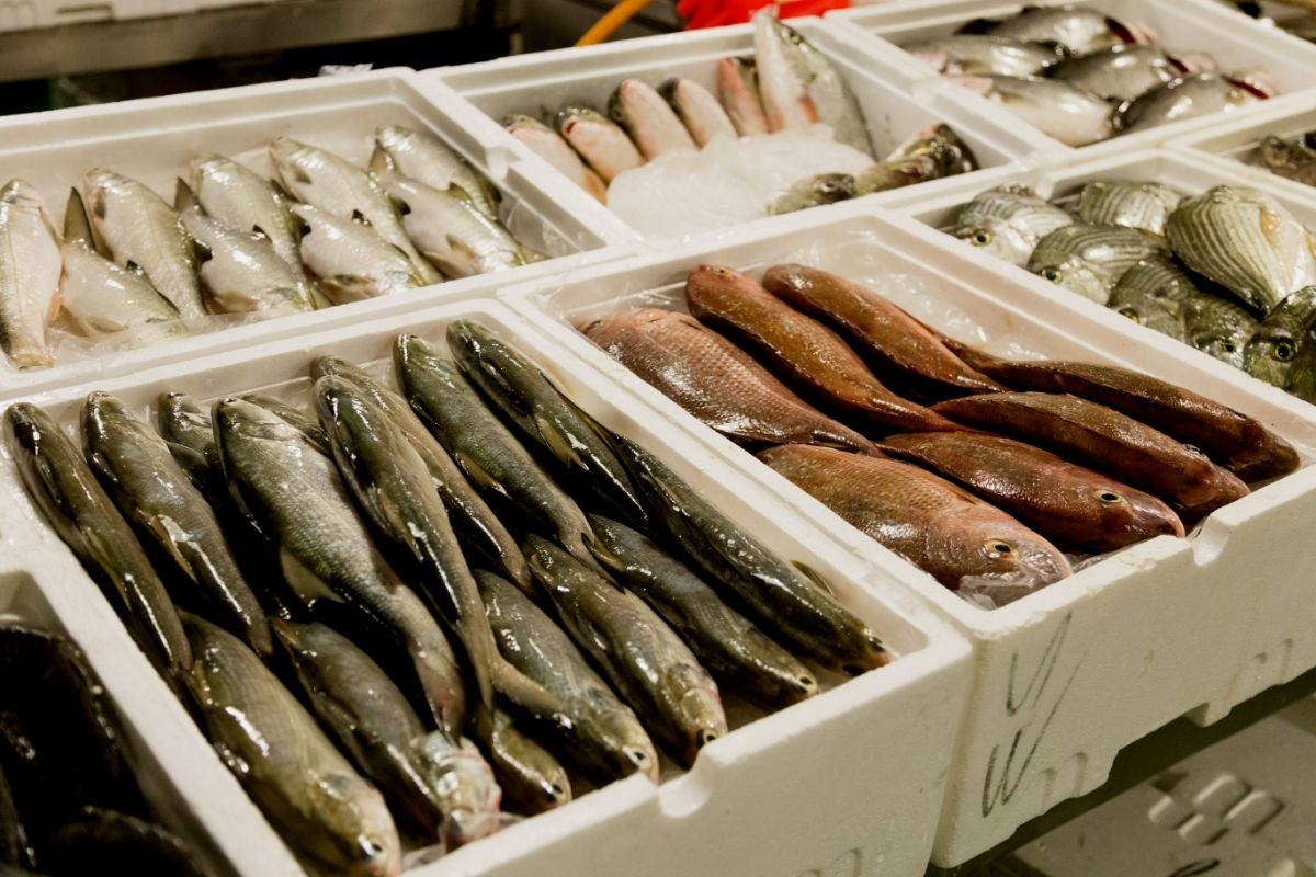 7 toneladas de peixe são apreendidas pelo Ibama no aeroporto galeão
