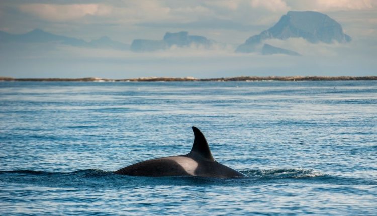 3 espécies raras de golfinhos e baleias foram encontrados por biólogos na orla do Rio de Janeiro