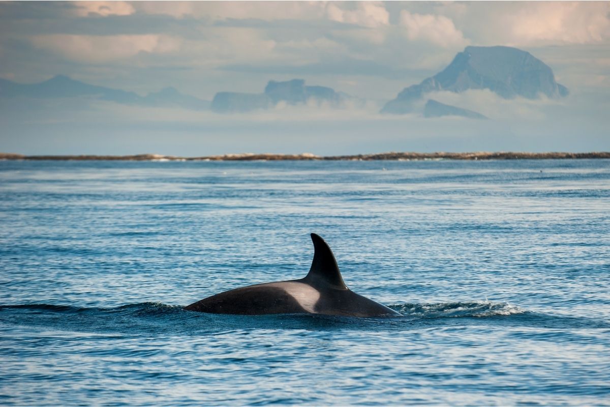 3 espécies raras de golfinhos e baleias foram encontrados por biólogos na orla do Rio de Janeiro
