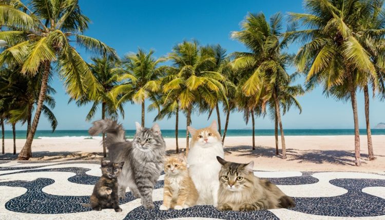 Evento com a presença de 114 gatos irá ocorrer no Rio de Janeiro