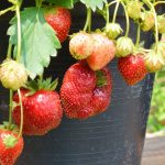 Jeito certo de plantar morango em vaso: tenha sucesso no cultivo e colha frutos saudáveis - Fonte: Canva