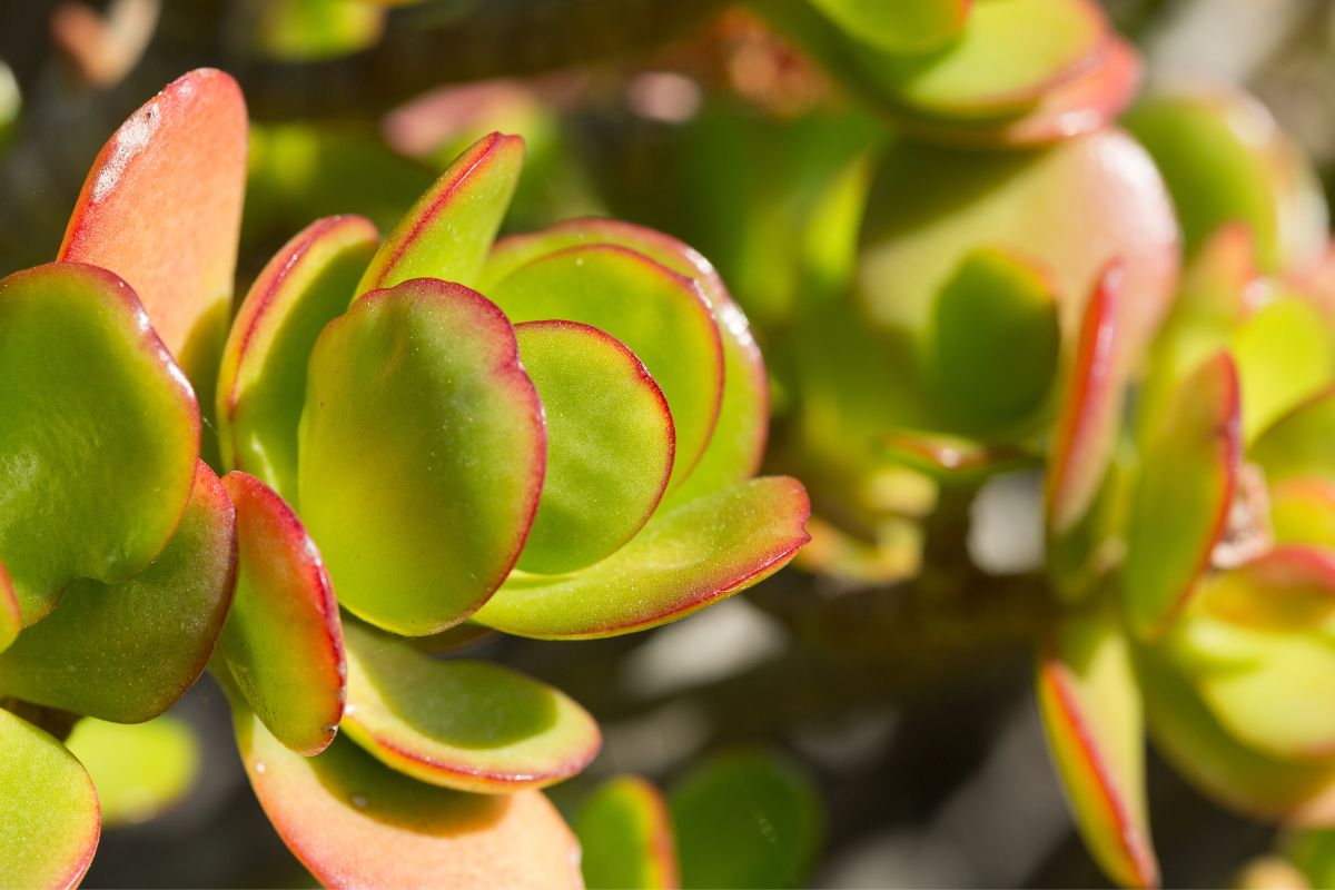 Planta de Jade: aprenda os cuidados necessários para essa planta perfeita! - Fonte: Canva