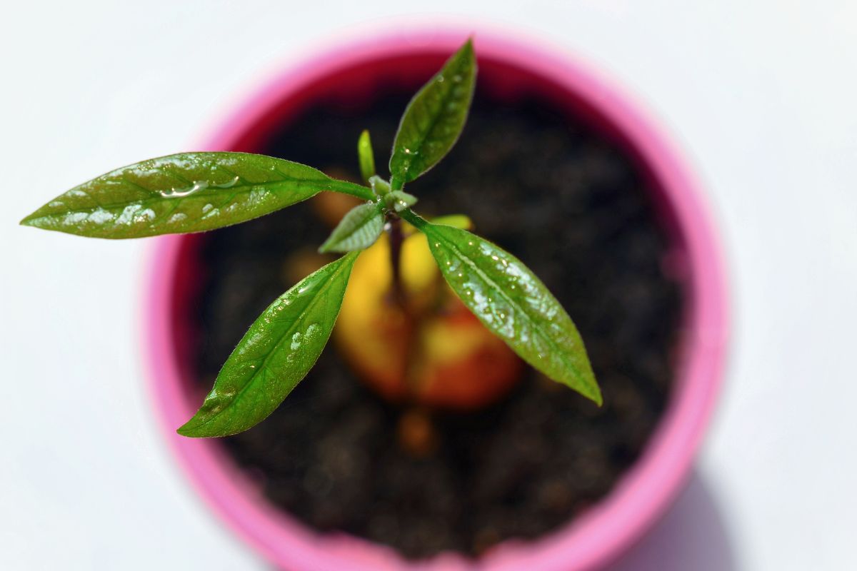 Pé de abacate em vaso: confira como plantar e ter sucesso no cultivo! - Fonte: Canva