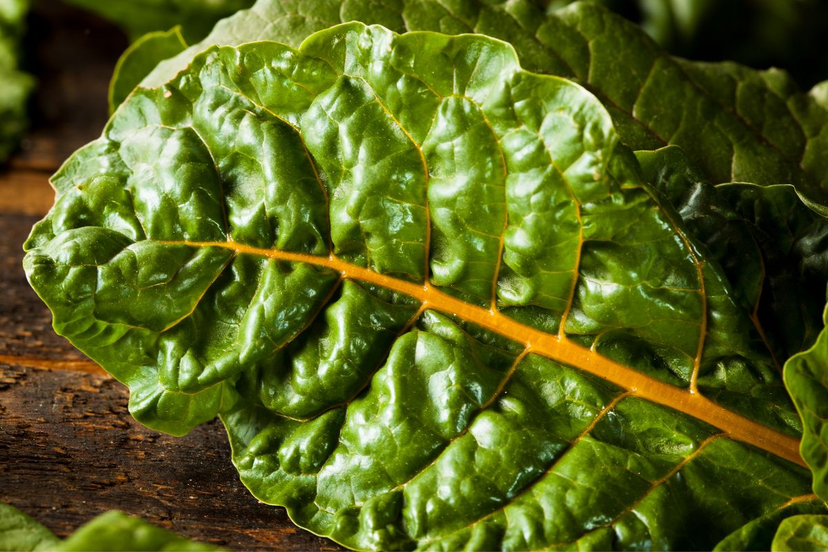 Veja como plantar acelga e conheça mais sobre esse alimento saboroso e saudável - Fonte: Canva
