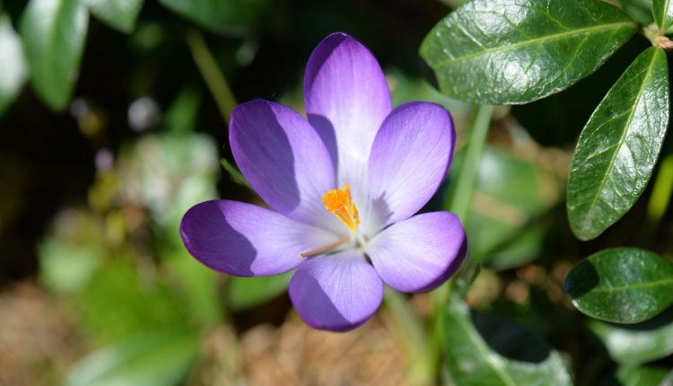 Como cuidar de violeta persa? Tenha belas flores com cuidados simples - Fonte: Canva