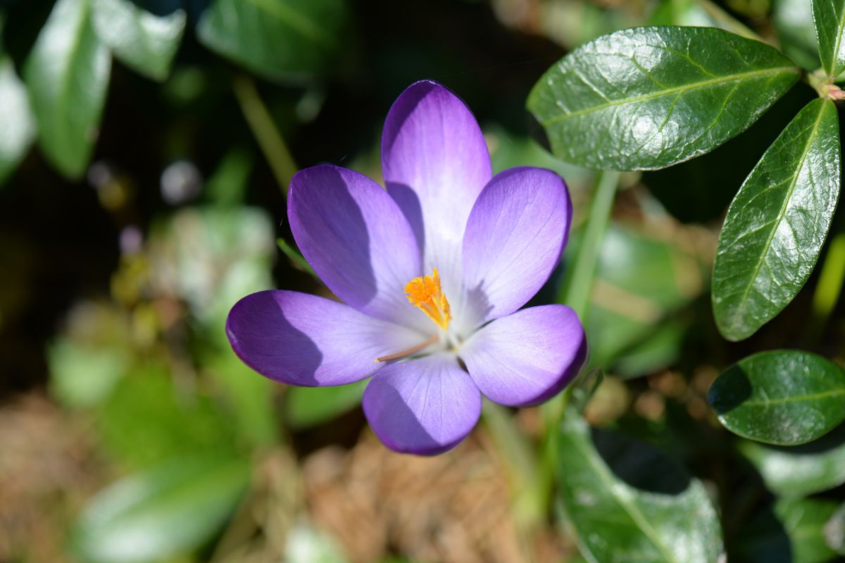 Como cuidar de violeta persa? Tenha belas flores com cuidados simples - Fonte: Canva