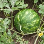Como plantar melancia? Aprenda a fazer isso em 4 passos simples - Fonte: Canva