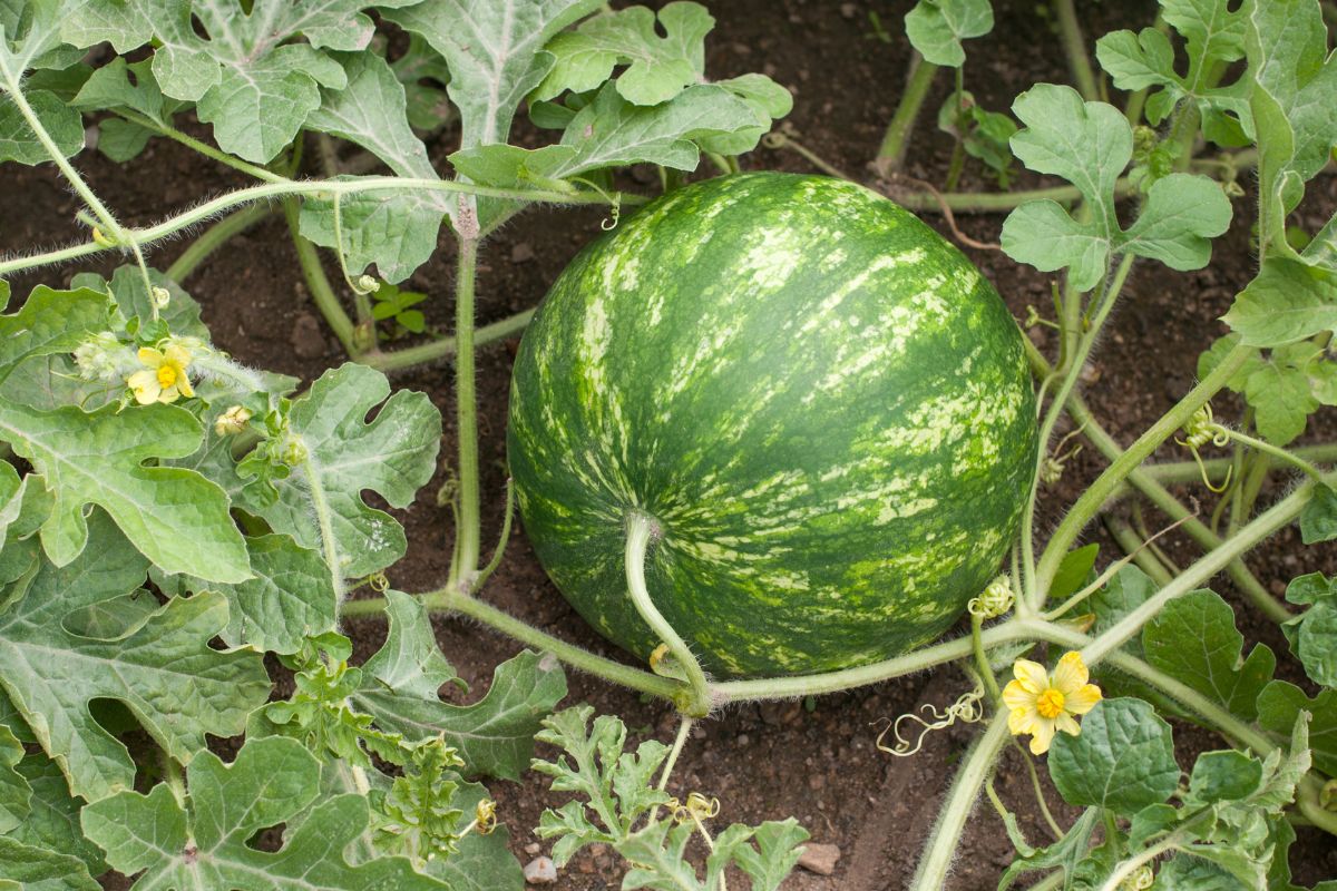 Como plantar melancia? Aprenda a fazer isso em 4 passos simples - Fonte: Canva